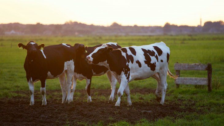 La hormona rBST se utilizaba en vacas lecheras para aumentar la producción de leche. La hormona rBST se utilizaba en vacas lecheras para aumentar la producción de leche. 