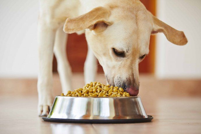 ¿Por qué tu perro no come?