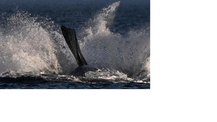 ballena.jpg