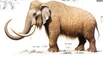 El objetivo es insertar genes esenciales con características del mamut, en el genoma del Elephas maximus.