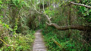 Reserva Natural Punta Lara, un hermoso lugar para conocer la fauna autóctona cerca de CABA.