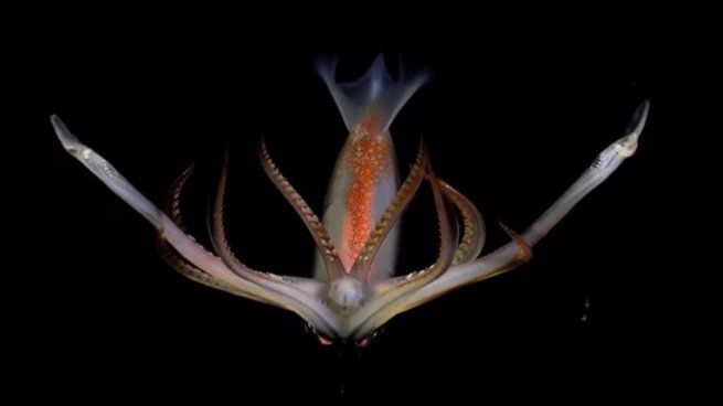 El ROV SuBastian desciende casi 4.000 metros en el Cañón de Mar del Plata, transmitiendo en vivo imágenes inéditas de la biodiversidad submarina argentina.