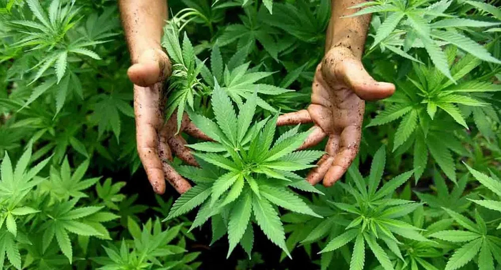 La superficie planta de cannabis medicinal en Uruguay cayó un 80%. La superficie planta de cannabis medicinal en Uruguay cayó un 80%.