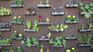The final guide to grow in pots and not fail in the attempt. The final guide to grow in pots and not fail in the attempt.