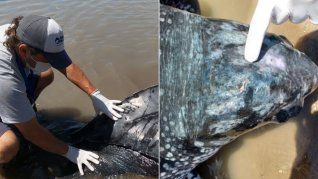 La Unión Internacional para la Conservación de la Naturaleza determinó que esta especie se encuentra en un gran estado de vulnerabilidad.