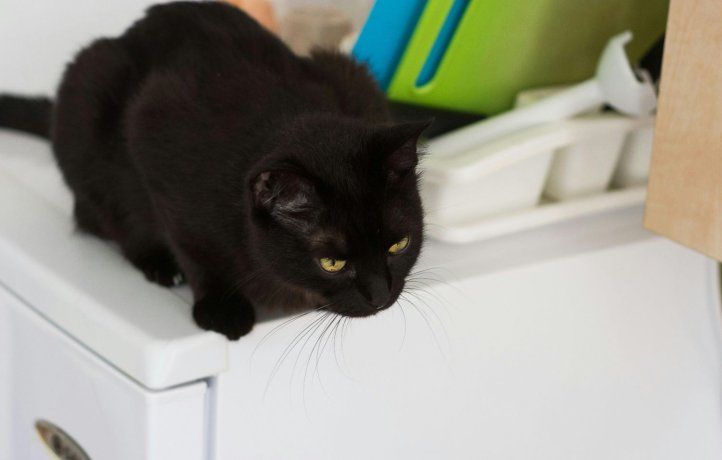 Los electrodomésticos suelen ser el lugar predilecto de los felinos en invierno.
