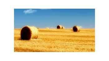Los granos cerraron con subas de  hasta 3,9%