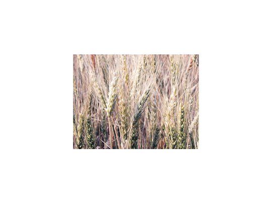 Entre Ríos produjo 1.074.359 toneladas del cereal en la actual campaña agrícola, la segunda mejor cosecha de la última década. El rinde se ubicó en 3.844 kilos por hectárea.