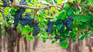 Uruguay is the main producer of Tannat grapes in the world. Uruguay is the main producer of Tannat grapes in the world.