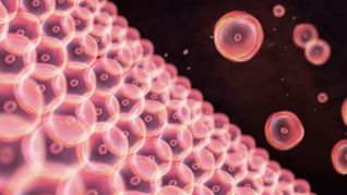 Científicos argentinos estudian un tipo de epilepsia al convertir células de piel en neuronas