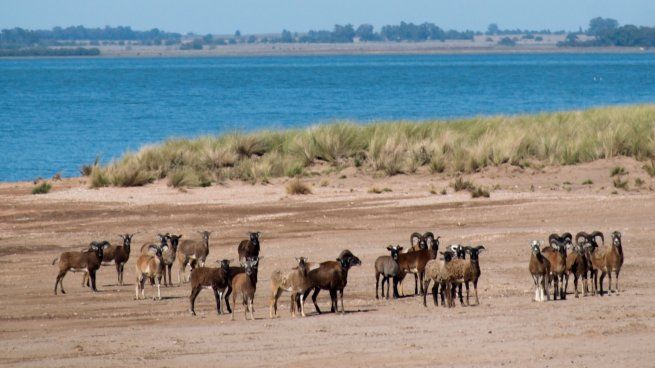 Isla Sistina, el refugio natural escondido en la Laguna del Monte