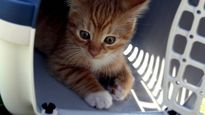 insolito: una mujer fue descubierta amamantando a su gato en pleno vuelo