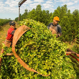 La yerba mate acumula 27 meses de caída y se sostiene en el color rojo del semáforo de Coninagro.