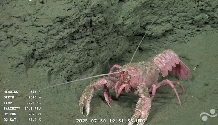 Científicos del CONICET monitorean en tiempo real la fauna y los ecosistemas del fondo marino desde la cubierta del buque Falkor (too).