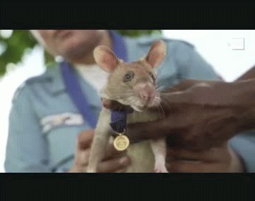 Esta “rata héroe” fue condecorada porque con “cada mina que encuentra salva una vida”