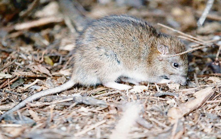 peligro. Prevén que se multiplique por diez la cantidad de roedores por hectárea en especial en zonas rurales.&nbsp;