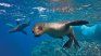 sea ​​lion