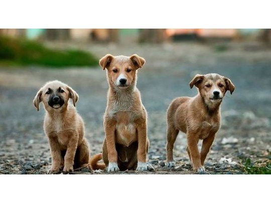 Creció la adopción de mascotas en el país, pero aún hay millones de animales callejeros