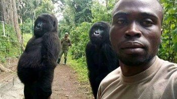 Selfie con gorilas: la insólita foto viral donde los animales parecen modelos