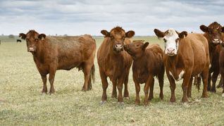 la sanidad animal, una de las claves para lograr el boom ganadero