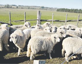 Dentro de este tipo de producción, predomina la ganadería ovina con 2.814.000 hectáreas en la Patagonia, que es la que tiene la mayor cantidad de hectáreas, un 80% del total. Dentro de este tipo de producción, predomina la ganadería ovina con 2.814.000 hectáreas en la Patagonia, que es la que tiene la mayor cantidad de hectáreas, un 80% del total.