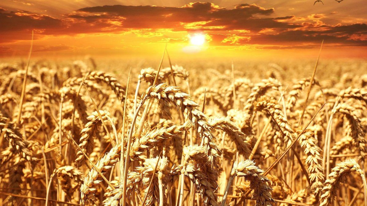 Wheat collapses and touches its lowest value in a year and a half