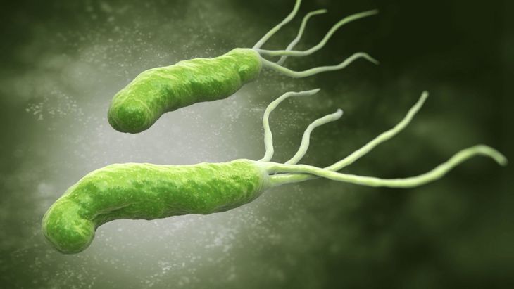 The World Health Organization classified the Helicobacter Pylori as a The World Health Organization classified the Helicobacter Pylori as a