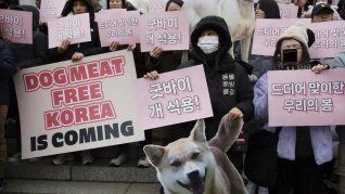 Las asociaciones defensoras de los derechos de los animales y un gran logro en Corea del Sur: se prohíbe la comercialización de carne de perro.
