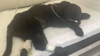Un criadero fue denunciado por maltrato animal y comercialización ilegal.