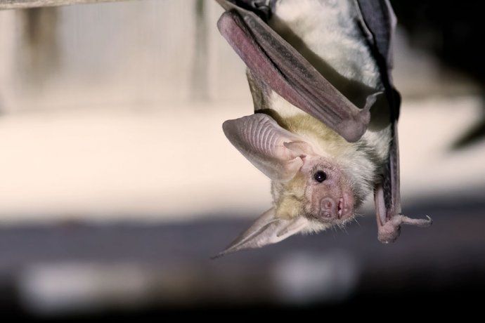 Hallaron un murciélago que podría tener rabia en La Plata. Hallaron un murciélago que podría tener rabia en La Plata.