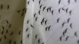 Mosquitoes in AMBA: they grow fish and shrimp to control the invasion