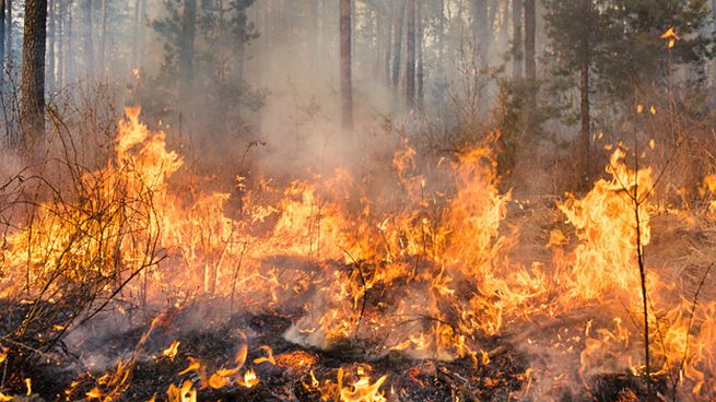 Aumentan los focos ígneos en Uruguay y la mayoría son evitables, advierten especialistas.