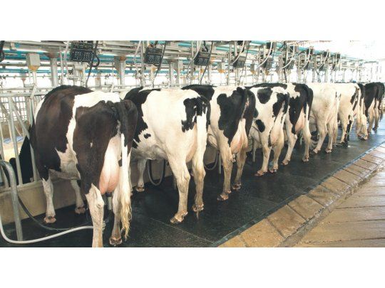 genética holando. Una vaquillona produce alrededor de 6.000 litros de leche y cotiza en el mercado entre 28.0000 y 30.000 pesos.