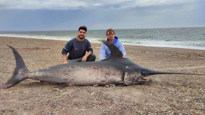 Así se veía el ejemplar de casi 300 kilos hallado en Chubut.