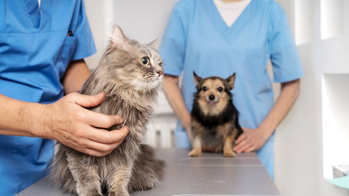 How to vaccinate and castrate your pets for free in the city of Buenos Aires in March 2025