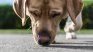 Veterinary science is enclosed, among other things, translate the behaviors of our pets. Veterinary science is enclosed, among other things, translate the behaviors of our pets.