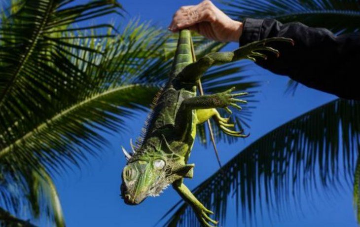 por que en eeuu podrian llover iguanas