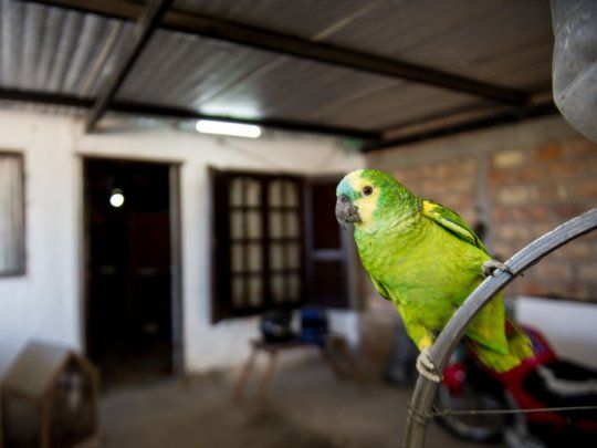 Loro Lorenzo.