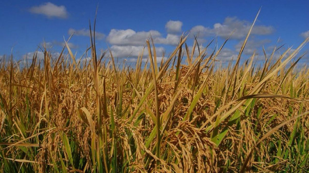 Rice planting grew 2% in Entre Ríos, although it continues to be affected by drought