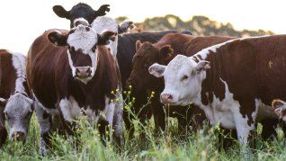 El agro cuestiona el proyecto para fijar un impuesto a las emisiones de gas metano de las vacas en PBA.