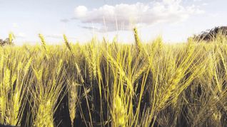 La Bolsa de Cereales de Buenos Aires prevé&nbsp; 17,5 millones de tn de trigo.