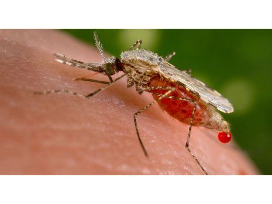 Medicina del viajero: ¿por qué preocupa tanto la malaria?