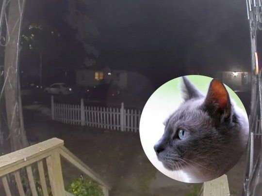gato estados unidos.jpg