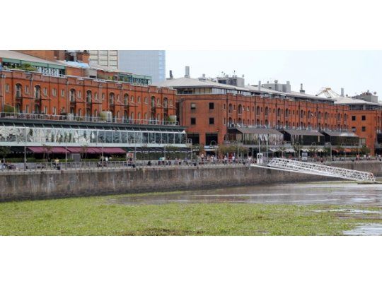 La invasión de culebras y yararás que viajan sobre camalotes arrastrados por la creciente del río llegó a los diques de Puerto Madero