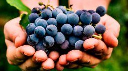 Las uvas son especialmente ricas en compuestos bioquímicos con propiedades antioxidantes. Las uvas son especialmente ricas en compuestos bioquímicos con propiedades antioxidantes.