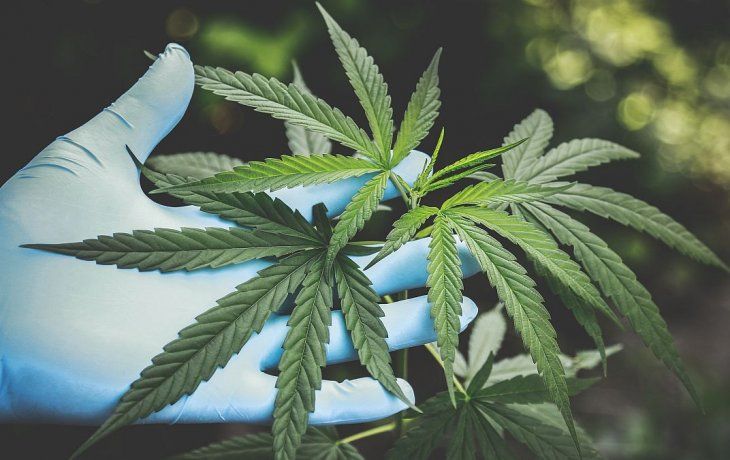 ámbito.com | cannabis medicinal pexels_1200.jpg