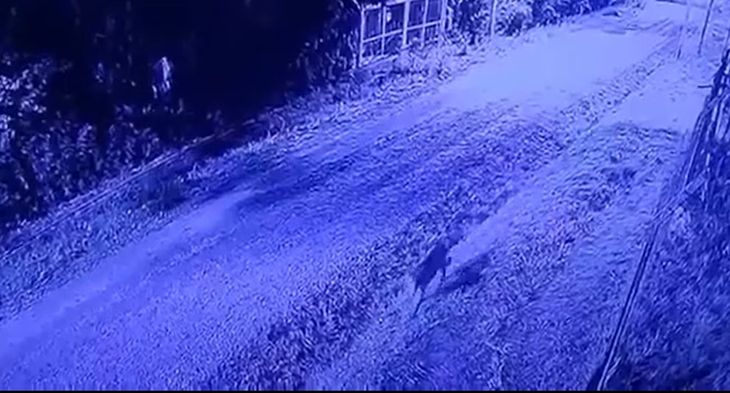 Captura de la cámara de seguridad en donde se avistó al animal. Captura de la cámara de seguridad en donde se avistó al animal.