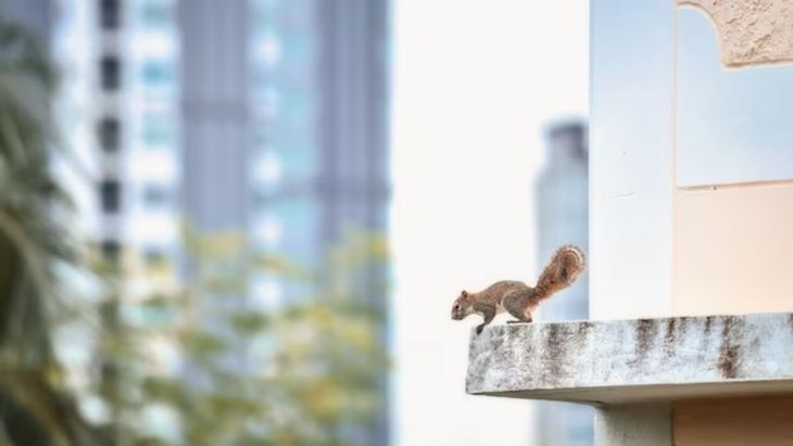 Esta especie de ardillas puede transmitir una enfermedad llamada Leptospirosis, que se transmite con el contacto de la orina de los animales infectados. Esta especie de ardillas puede transmitir una enfermedad llamada Leptospirosis, que se transmite con el contacto de la orina de los animales infectados.