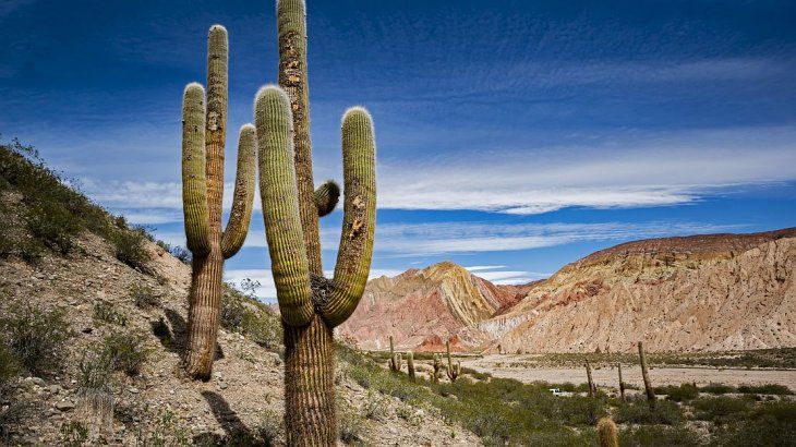 Parque Nacional Los Cardones.