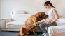 Los perros tienen un sentido del olfato, aproximadamente, 60 veces más desarrollado que los humanos. 